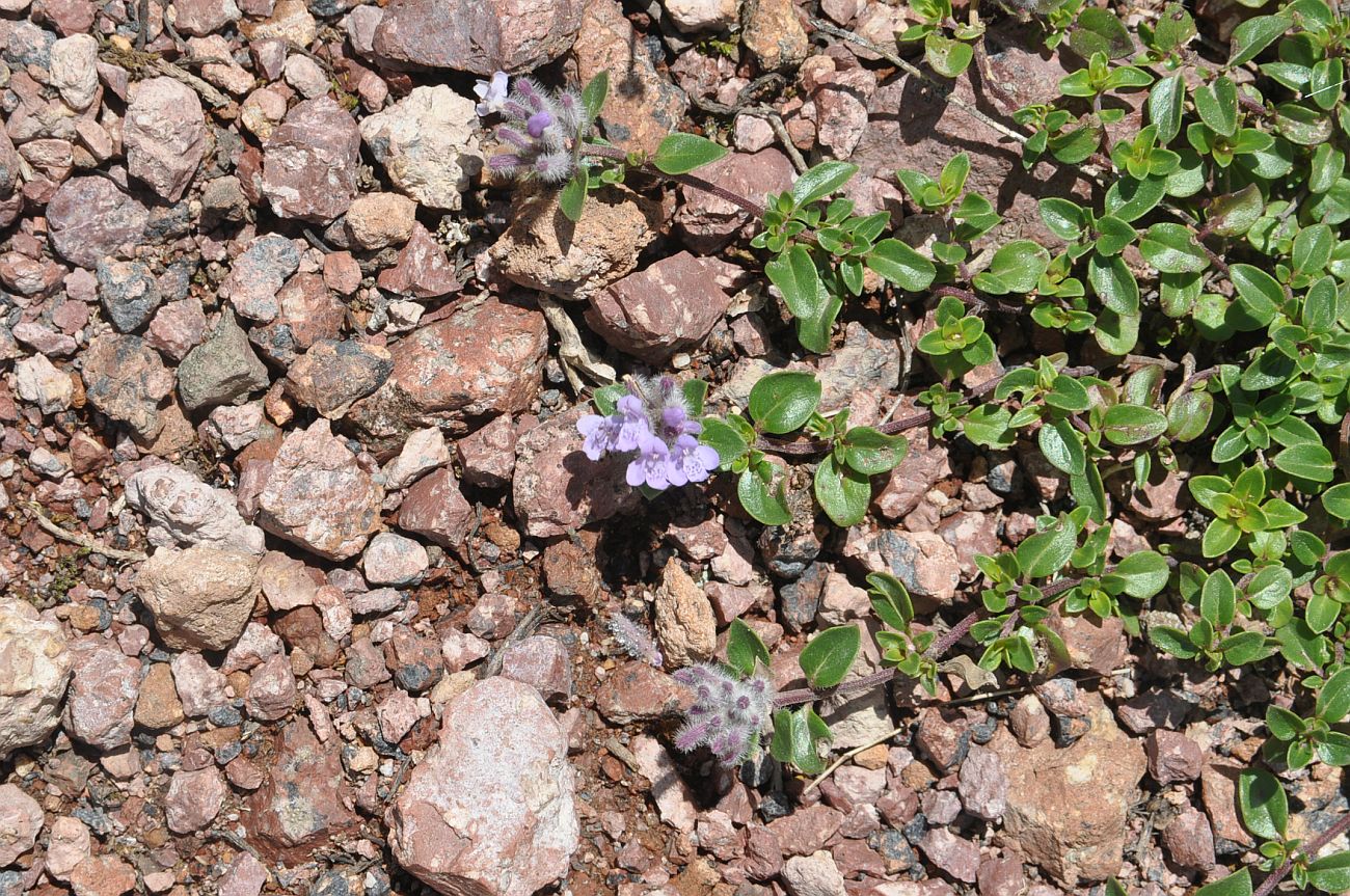 Изображение особи Ziziphora puschkinii.