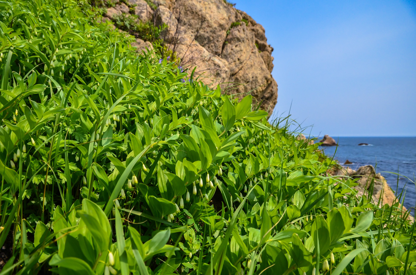 Изображение особи Polygonatum odoratum.