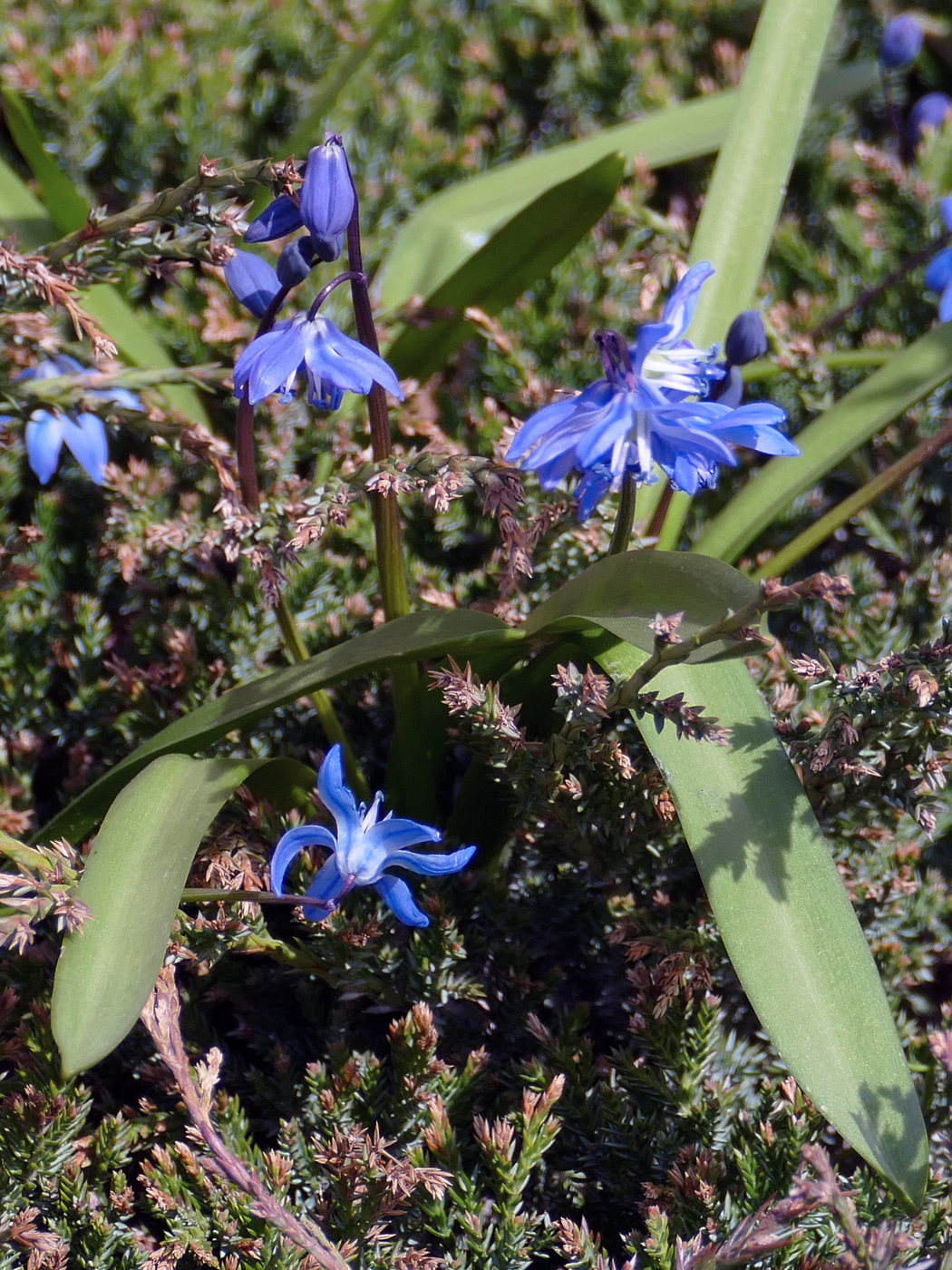 Изображение особи Scilla siberica.