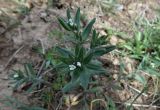 Buglossoides arvensis. Цветущее растение. Казахстан, Туркестанская обл., Тюлькубасский р-н, охранная зона запов. Аксу-Жабаглы, на глинисто-щебнистом склоне, 1300 м н.у.м. 02.04.2026.