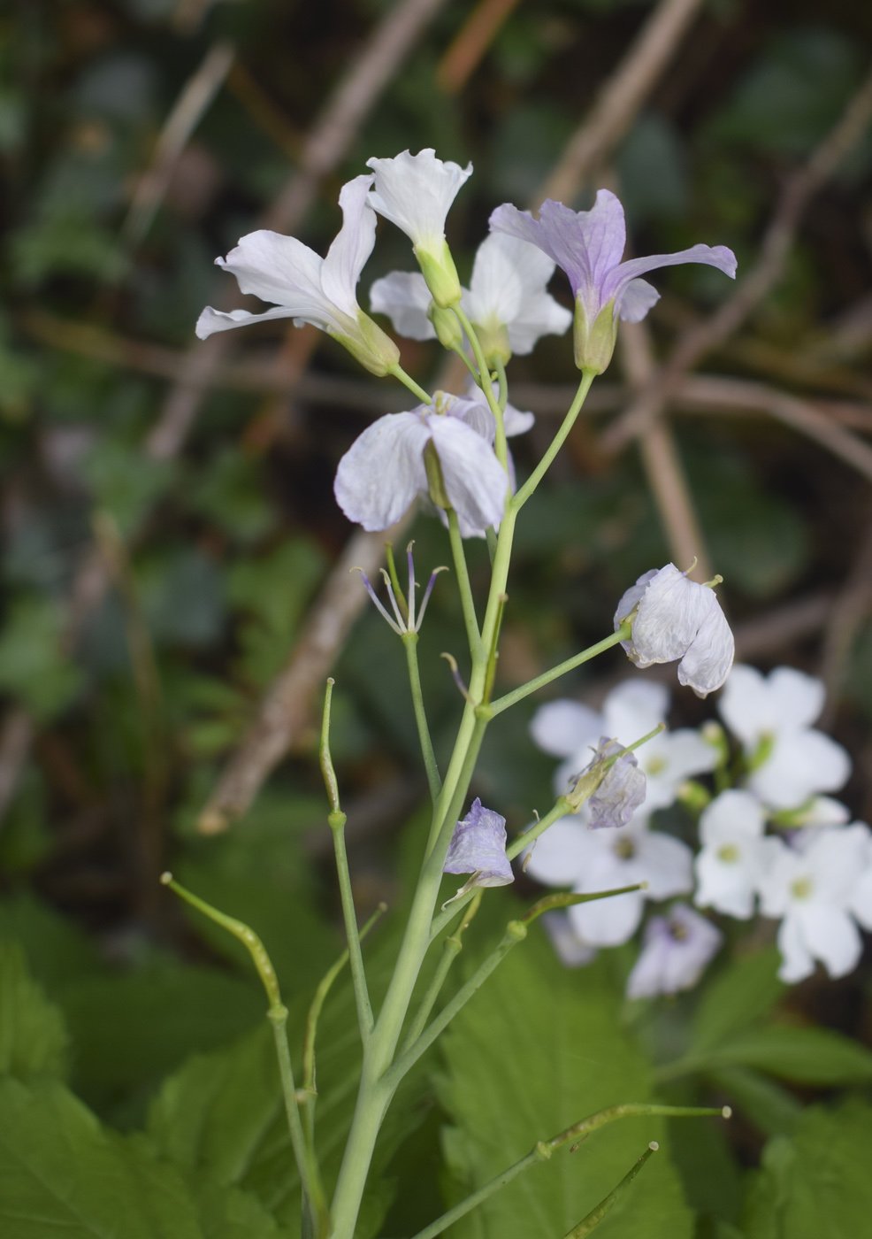 Изображение особи Cardamine pentaphyllos.