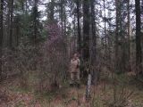 Rhododendron ledebourii. Внешний вид цветущего растения в сравнении с человеком (высота кустарника ок. 3,5 м). Красноярский край, Ермаковский р-н, парк \"Ергаки\", дол. р. Ус близ ст. Иджим, смешанный хвойный лес рододендроновый. 07.05.2026.