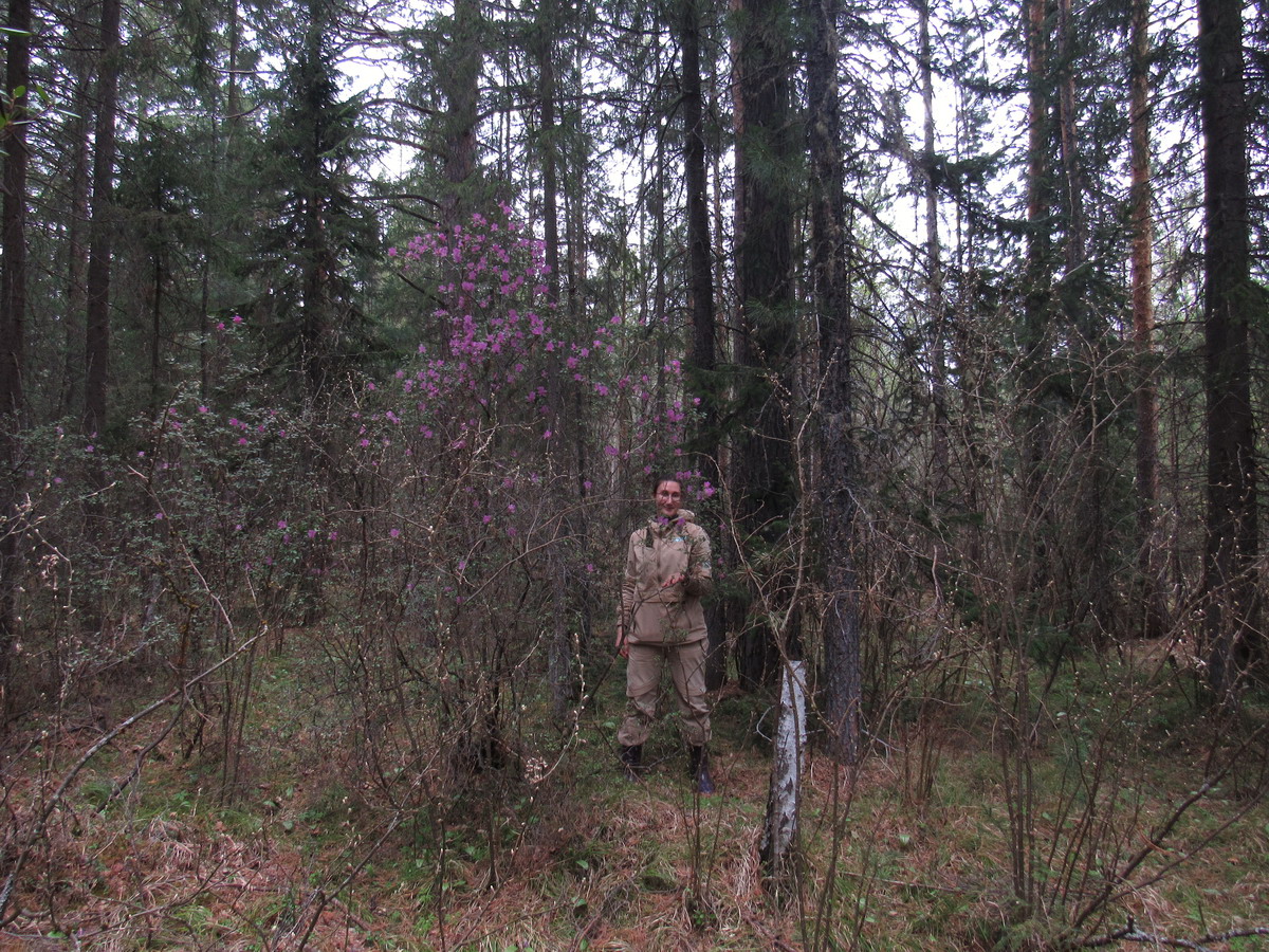 Image of Rhododendron ledebourii specimen.