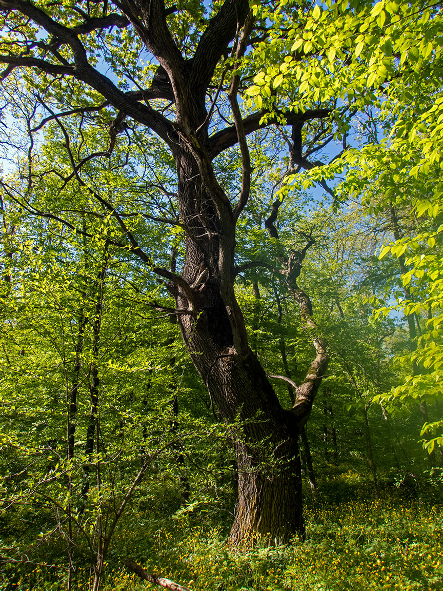 Image of genus Quercus specimen.