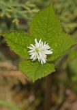 Chloranthus quadrifolius. Верхушка цветущего растения. Томская обл., г. Томск, Сибирский ботанический сад Томского государственного университета, в культуре. 01.06.2026.