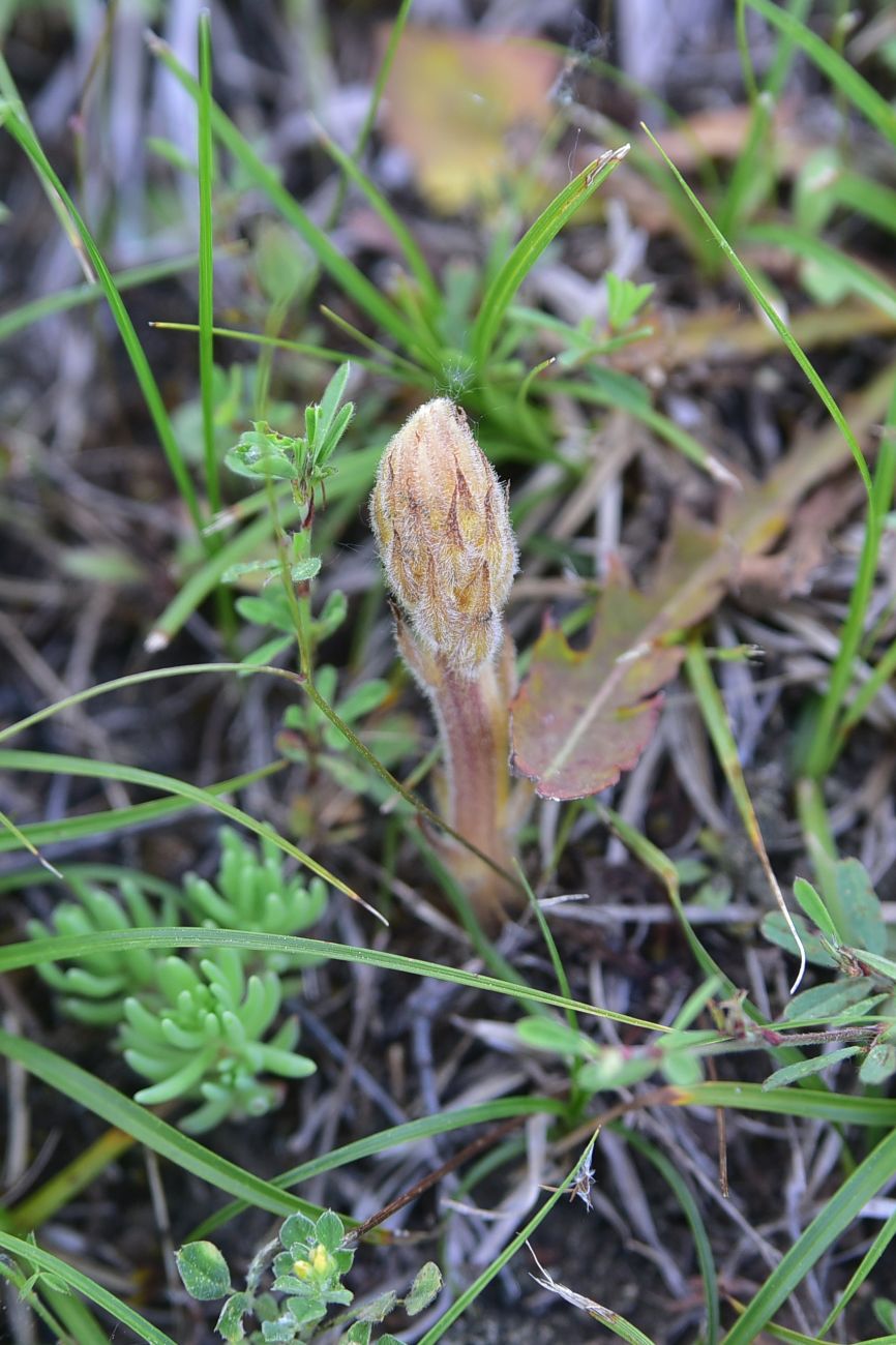 Image of genus Orobanche specimen.