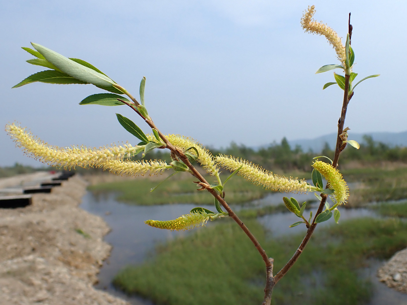 Image of Salix triandra specimen.