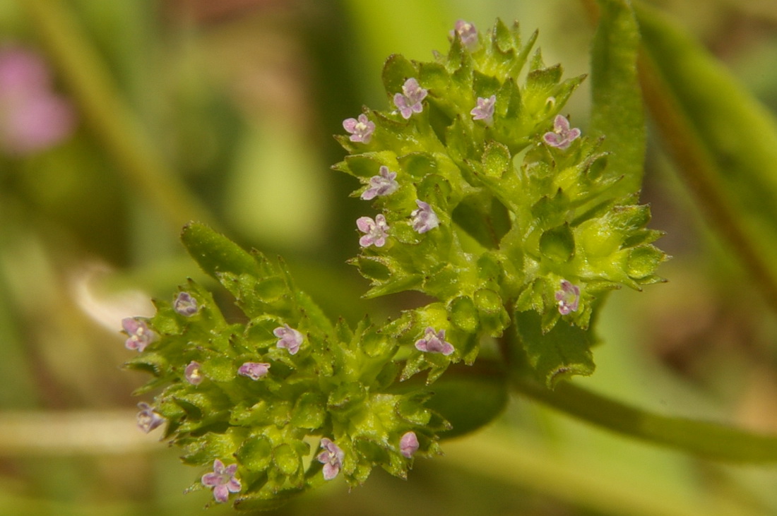 Image of Valerianella muricata specimen.