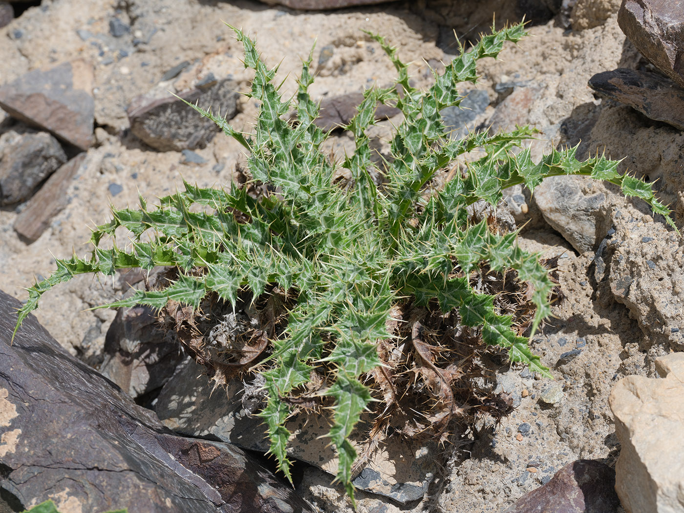 Image of Olgaea nivea specimen.