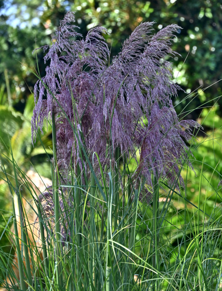 Image of Cortaderia selloana specimen.