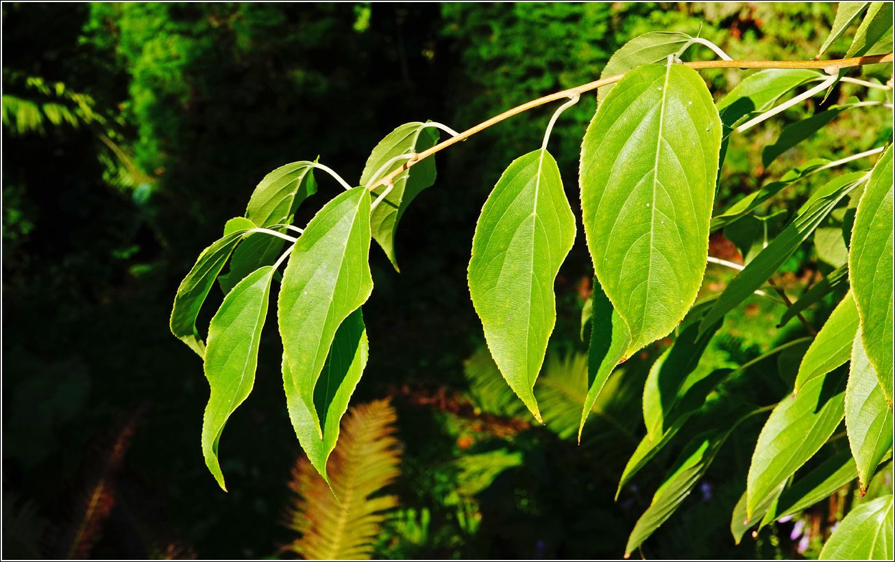 Image of Actinidia kolomikta specimen.