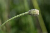 genus Leontodon