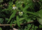 Anemone osinovskiensis. Цветущее растение в культуре, взятое из пойменного ивняка по р. Малый Кебеж в окр. пос. Танзыбей. 01.05.2011.