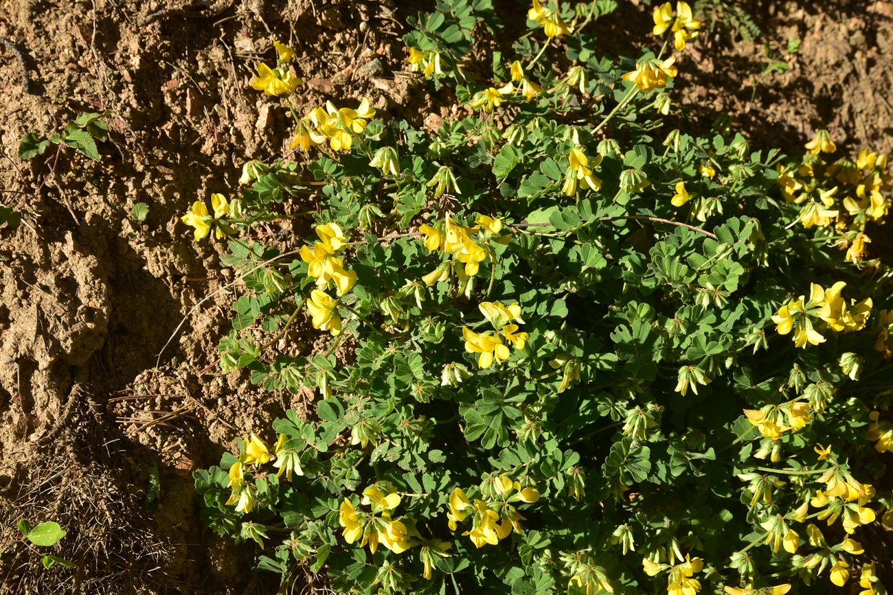 Image of Unknown species specimen.