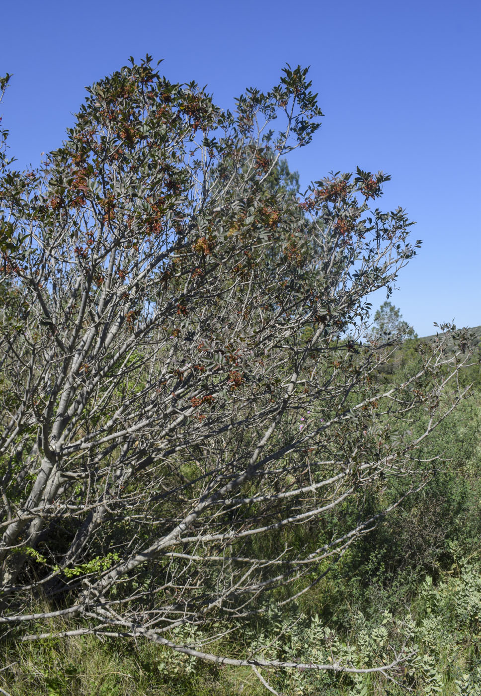 Image of Pistacia × saportae specimen.