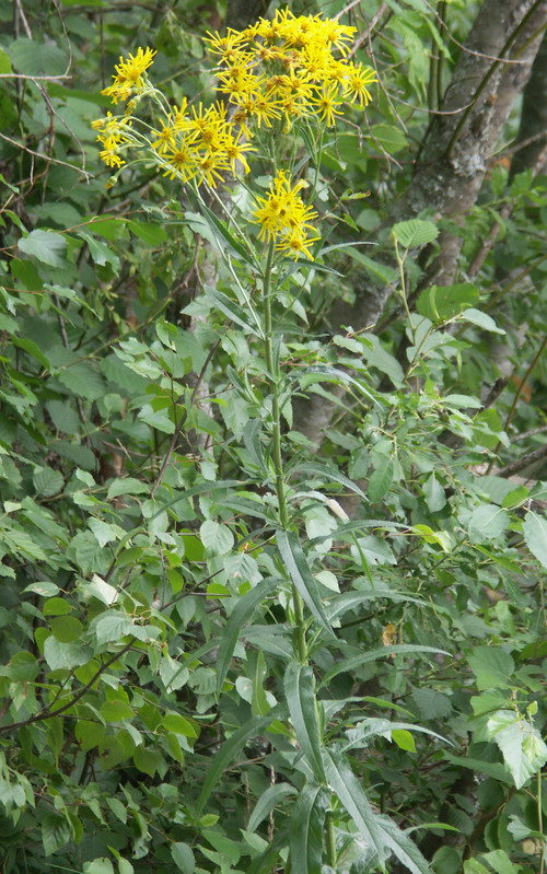 Image of Senecio paludosus specimen.