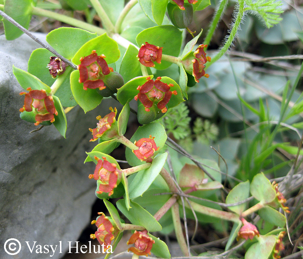 Image of Euphorbia myrsinites specimen.