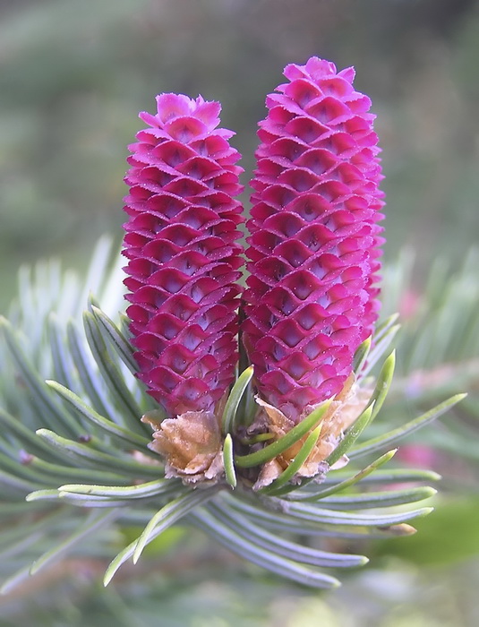 Изображение особи Picea koraiensis.