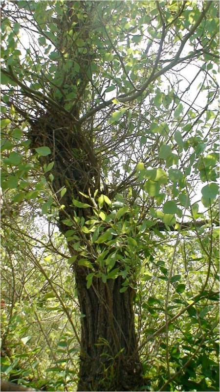 Image of Populus euphratica specimen.