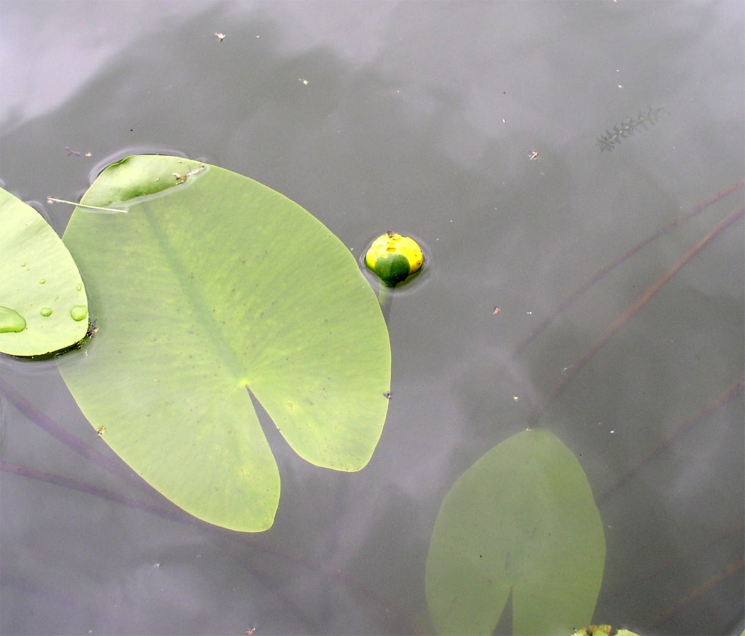 Изображение особи Nuphar &times; spenneriana.