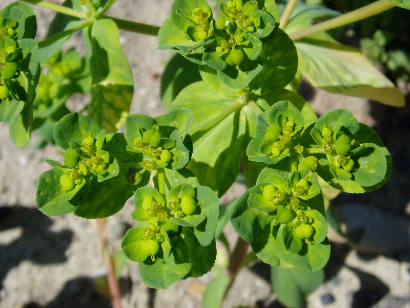 Изображение особи Euphorbia helioscopia.