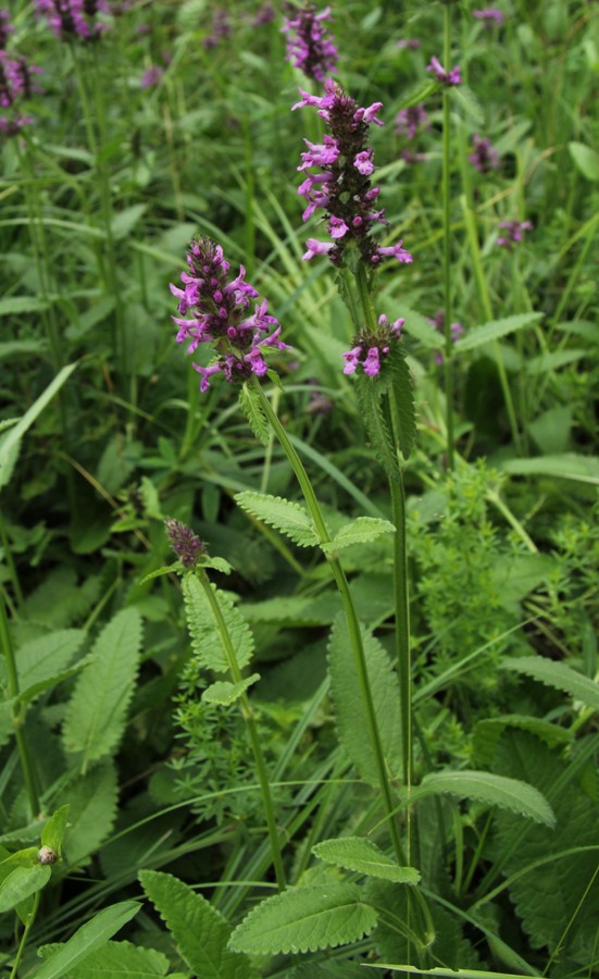 Изображение особи Betonica officinalis.