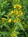 Lysimachia vulgaris