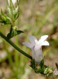 Campanula sibirica. Цветок. Крым, ландшафтный заказник \"Мыс Айя\". Июнь 2004 г.