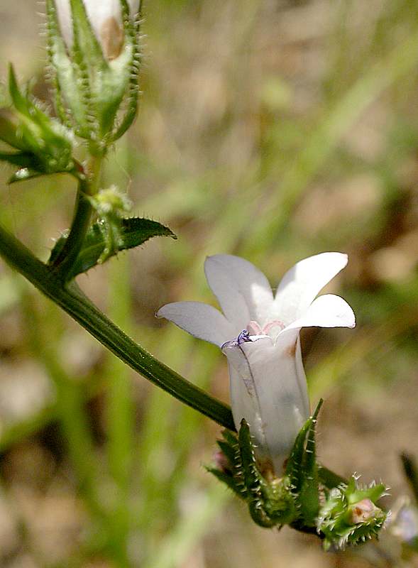 Image of Campanula sibirica specimen.