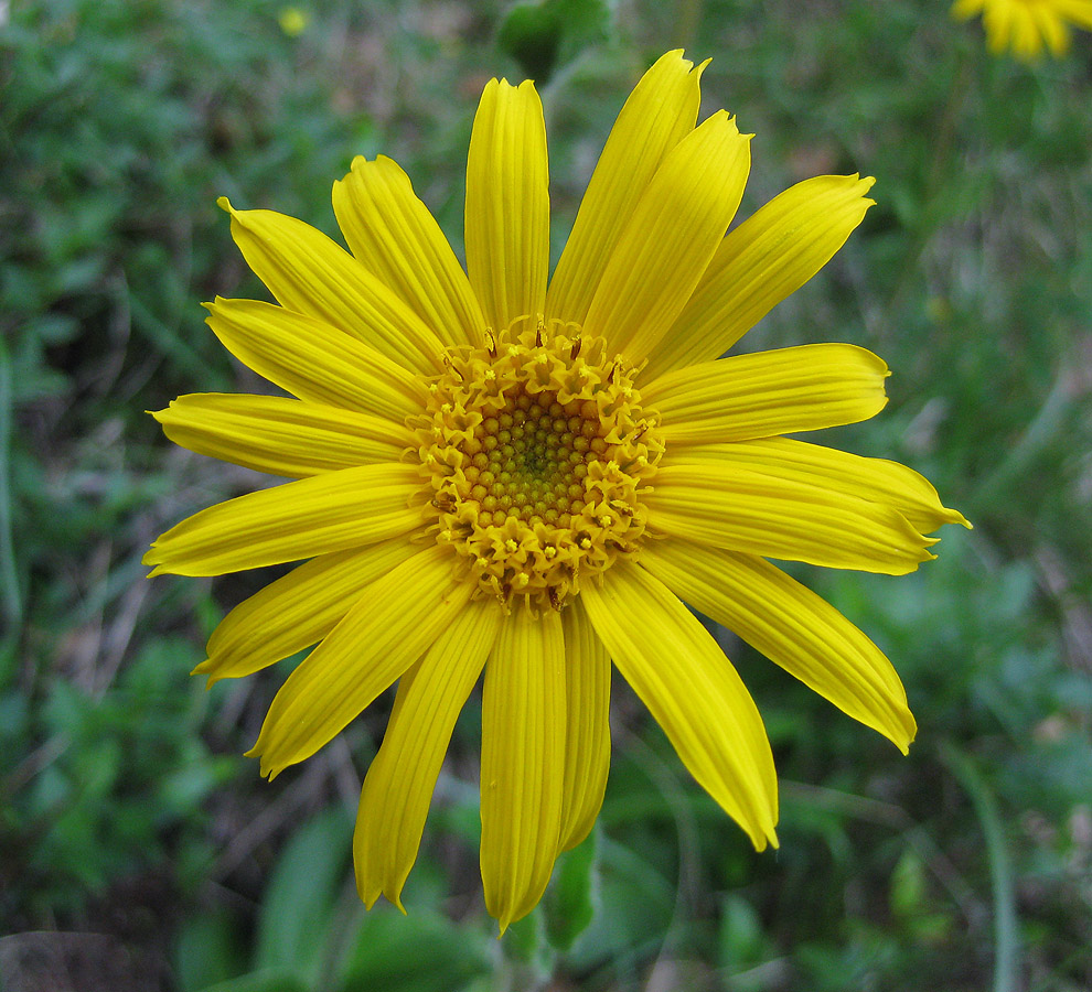 Image of Arnica montana specimen.