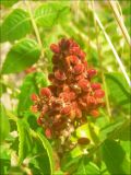 Rhus coriaria