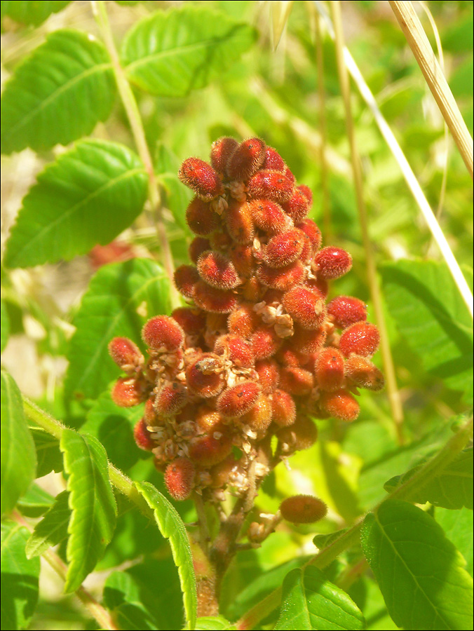 Изображение особи Rhus coriaria.