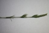 Crucianella angustifolia