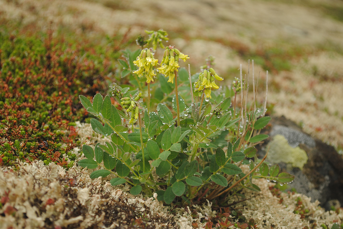 Изображение особи Astragalus frigidus.