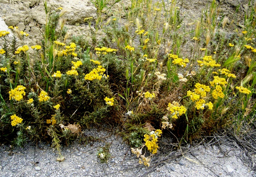 Image of Achillea wilhelmsii specimen.