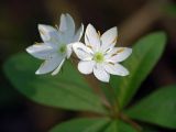 Trientalis europaea. Цветки. Московская обл., Раменский р-н, Хрипань, смешанный лес. 02.06.2006.