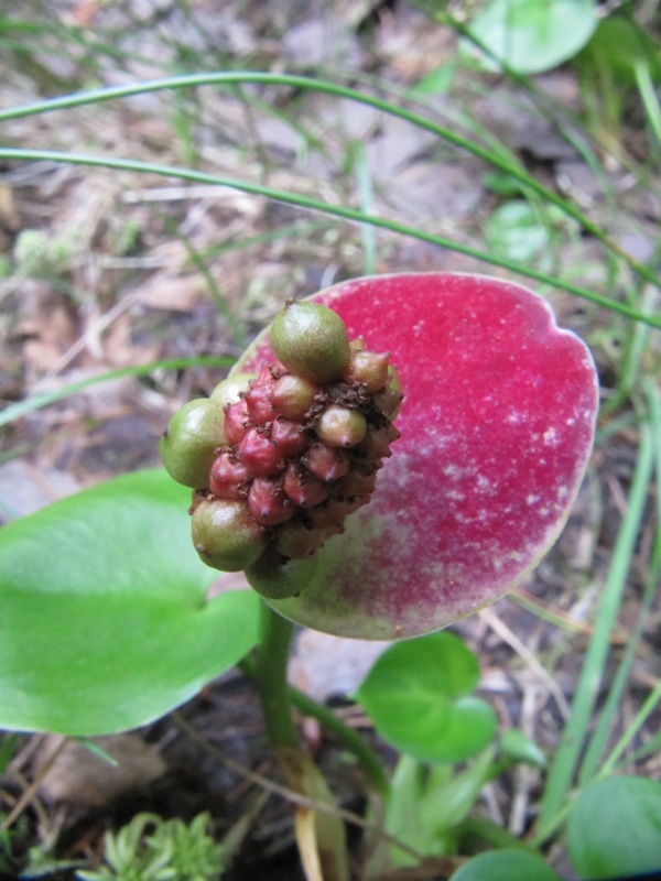 Изображение особи Calla palustris.