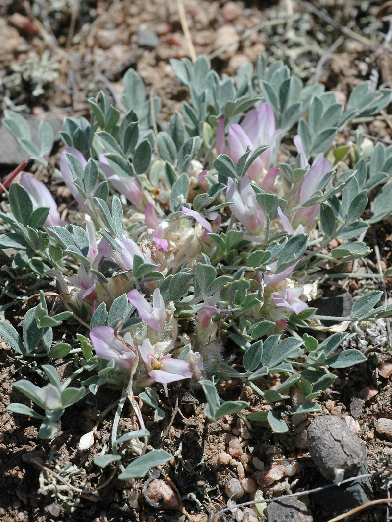 Изображение особи Astragalus borodinii.