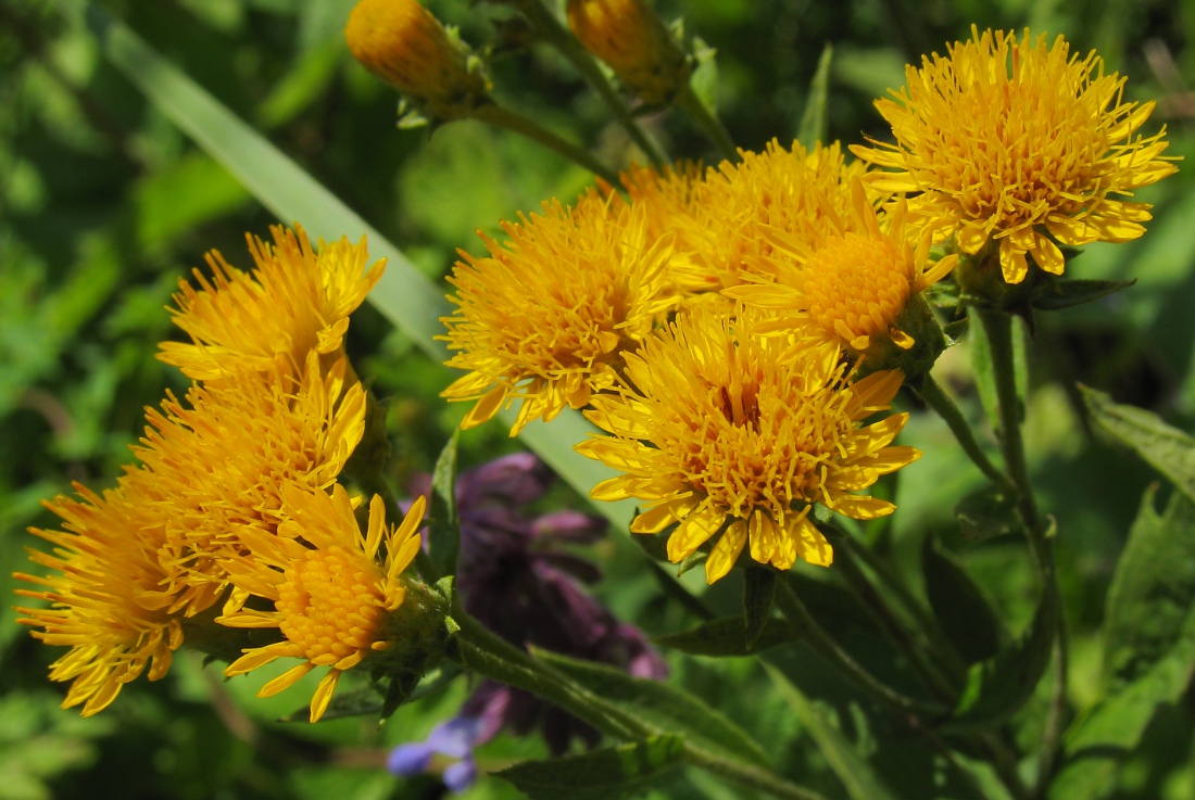 Изображение особи Inula germanica.