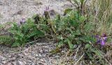 Astragalus subpolaris