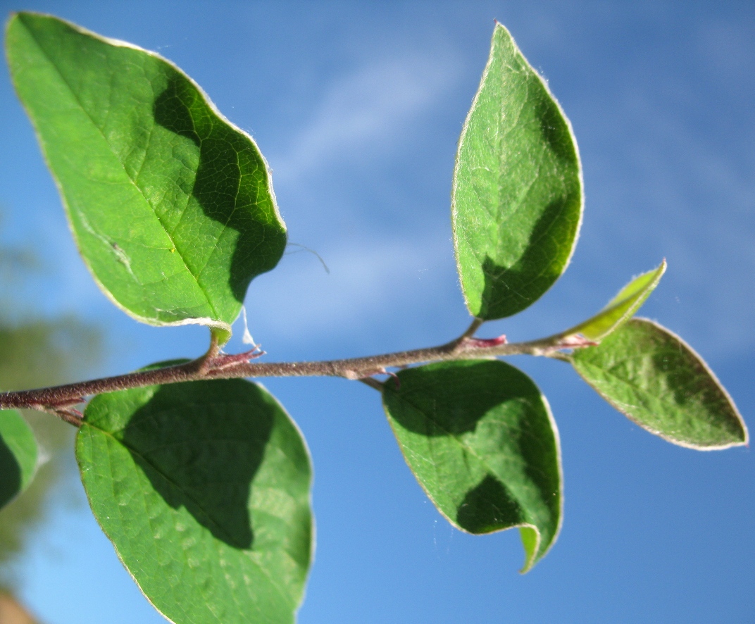 Image of Cotoneaster melanocarpus specimen.