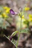 Vicia peregrina