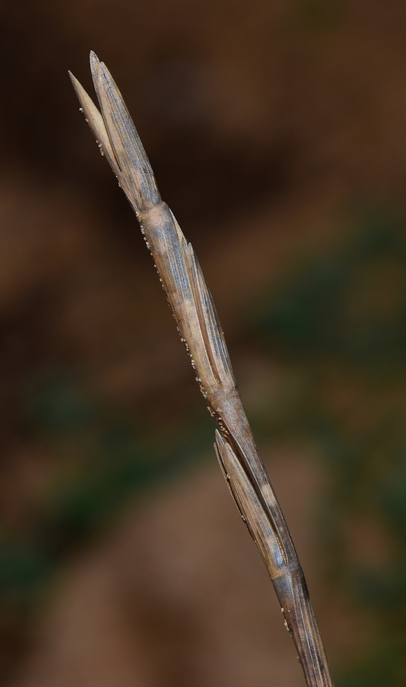 Image of Elytrigia juncea specimen.