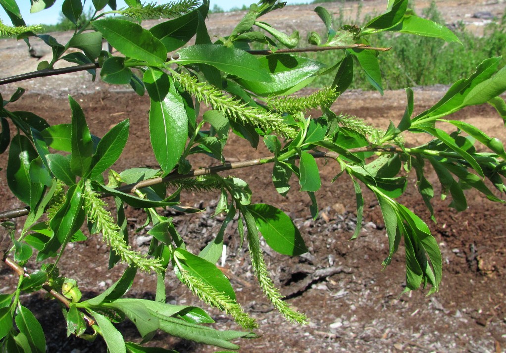 Изображение особи Salix pentandra.