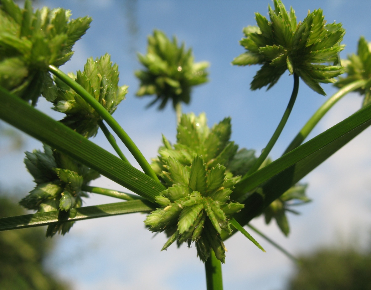 Изображение особи Cyperus eragrostis.