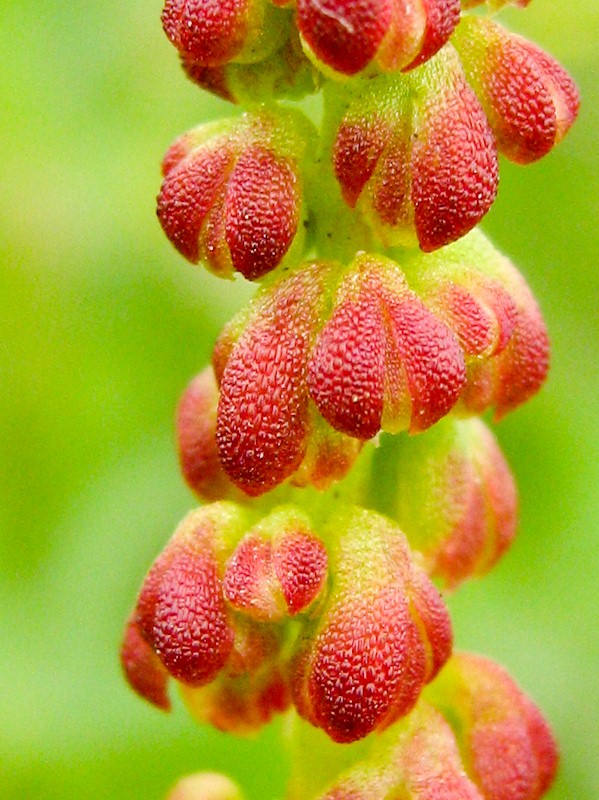 Image of Rumex bucephalophorus specimen.