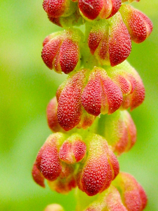 Изображение особи Rumex bucephalophorus.