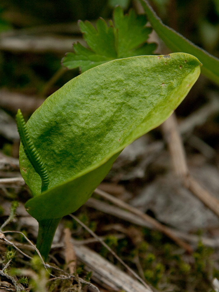 Image of Ophioglossum alaskanum specimen.