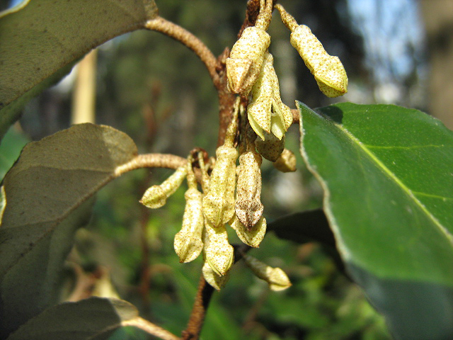 Изображение особи Elaeagnus pungens.
