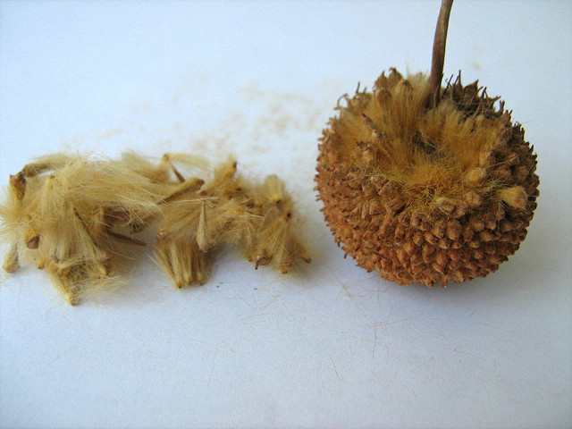 Изображение особи Platanus orientalis.